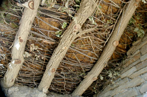 detail of the final earthen roof at Hutmacher